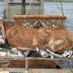 Сахалинским рыбакам напомнили об ограничении