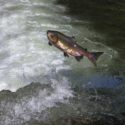 Сахалинский лосось идет на нерест. Фото Анатолия Макоедова