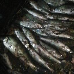 Злоумышленник успел добыть более 25 кг рыбы. Фото пресс-службы АЧТУ