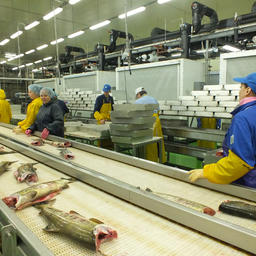 Обработка лосося на заводе в Сахалинской области