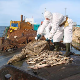Утилизация рыбной продукции, удаление рыбы из мешков (5 сентября 2012 г.). Фото Тихоокеанского морского управления Росприроднадзора