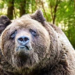 Средства на открытие приюта для медведей собирали всем миром. Фото из Instagram зоопарка «Садгород»