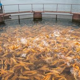 Рыбоводы Иркутской области наращивают объемы производства. Фото пресс-службы правительства региона
