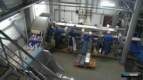 Сейчас на заводах обрабатывают белорыбицу. Фото пресс-службы правительства Камчатки