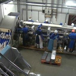 Сейчас на заводах обрабатывают белорыбицу. Фото пресс-службы правительства Камчатки