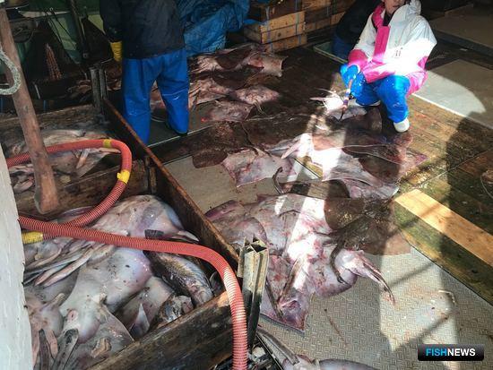 На шхуне «Нико Мару 53» нашли более 21 тонны водных биоресурсов - треску, кальмара, ската - которые, как предполагается, были сокрыты от учета. Фото пресс-службы Пограничного управления ФСБ России по Сахалинской области