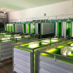 В Зеленоборском рыбопитомнике запущен цех по культивированию хлореллы. Фото пресс-службы Главрыбвода