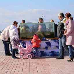 На фестивальной площадке был установлен открытый аквариум с крабами, морскими ежами, медузами и морскими звездами. Фото пресс-службы правительства края