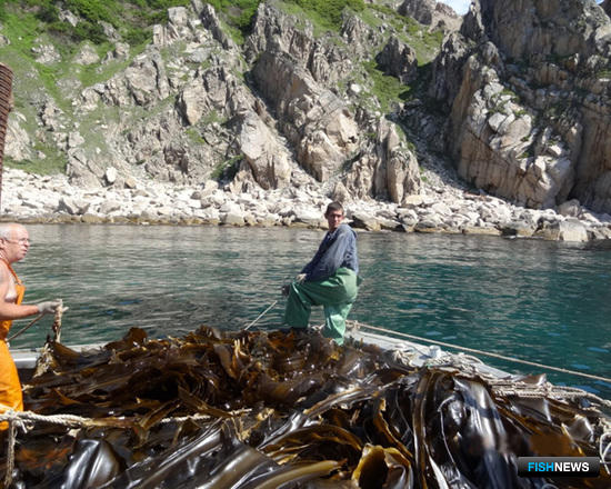 Сбор урожая морской капусты с донных плантаций. Фото – пресс-службы ПБТФ.