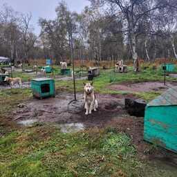Питомник ездовых собак на Камчатке. Фото пресс-службы краевого правительства