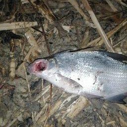 При багрении рыба получает серьезные раны. Фото пресс-службы АЧТУ