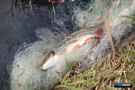 Рыба в браконьерской сети, Приморский край