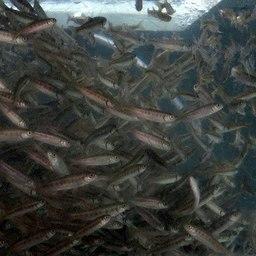 В озеро Большой Вилюй отправят более полумиллиона мальков кижуча. Фото пресс-службы Северо-Восточного филиала Главрыбвода