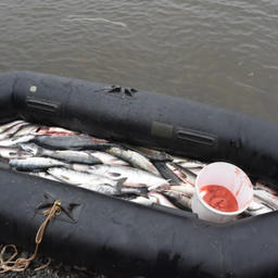 Изъятые лосось и икра. Фото пресс-службы регионального УМВД