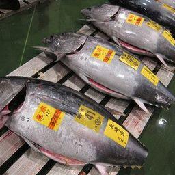 На рынке Тойосу упали цены даже на высококачественного голубого тунца. Фото Nippon.com