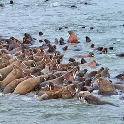 Количество моржей на лежбище в устье реки Тиутей-Яха растет год от года. Фото пресс-службы правительства ЯНАО