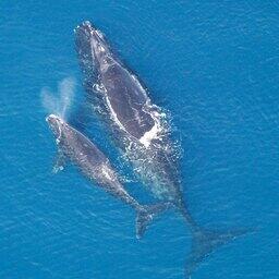 США выделили 82 млн долларов на защиту североатлантического гладкого кита