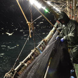 Рыбаки «Гидростроя» ежегодно добывают более 200 тыс. тонн водных биоресурсов. В составе холдинга – четыре мощных рыбоперерабатывающих комплекса на Итурупе, Шикотане, Сахалине