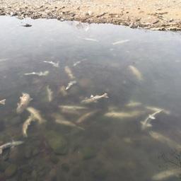 Массовая гибель рыбы на реке Курилка. Фото предоставлено Ассоциацией лососевых рыбоводных заводов Сахалинской области