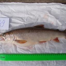 Боганидский голец получил неофициальный титул «самой полезной в мире рыбы». Фото пресс-службы СФУ