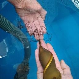 Яйцо зебровидной бычьей акулы. Фото пресс-службы Приморского океанариума