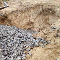 На одной из акваферм Ганы погибло не менее 18 тыс. тонн тиляпии. Фото портала Joy Online