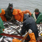 Рыбакам Камчатского края в рамках промышленного лова разрешено дополнительно добыть более 10 тыс. тонн горбуши в Карагинской подзоне