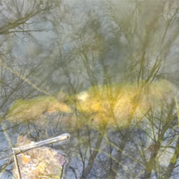 Инспекция обнаружила в воде мертвую рыбу. Фото управления Россельхознадзора по Москве, Московской и Тульской областям