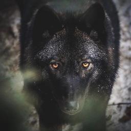 Канадские волки обладают феноменальной выносливостью. Фото из Instagram зоопарка «Садгород»
