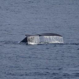 Горбатый кит. Фото Павла Гущерова, ТИНРО
