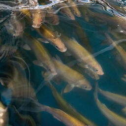 Власти ЯНАО продолжат финансировать рыбохозяйственные научные исследования. Фото пресс-службы регионального правительства