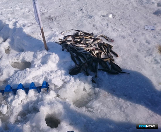 Сахалинские любители смогут сдавать рыбу в специальные пункты