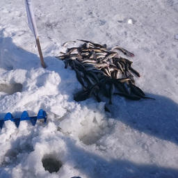 Сахалинские любители смогут сдавать рыбу в специальные пункты