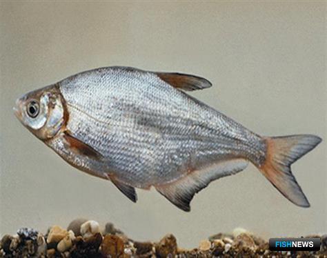 Озерно-речная рыба синец. Фото Harka, Akos, Википедия