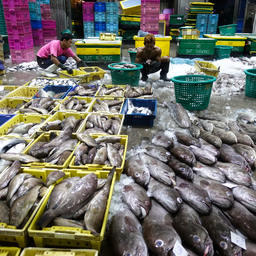 Рыбозавод в Таиланде. Фото Reuters