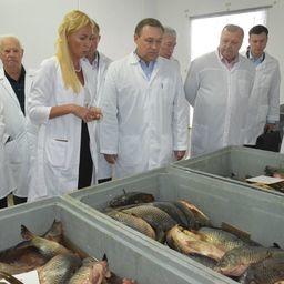 В 2016 г. в Ростовской области произведено 20,5 тыс. тонн товарной рыбы. Фото пресс-службы регионального правительства