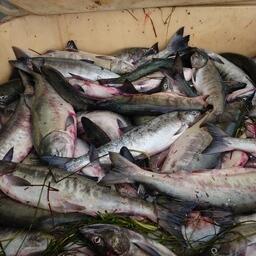 Комиссия по регулированию добычи анадромных видов рыб в Сахалинской области установила объемы вылова тихоокеанских лососей 