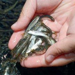 За пять лет в Дагестане выпущено более 1 млрд экземпляров молоди частиковых рыб. Фото пресс-службы Северо-Кавказского теруправления Росрыболовства