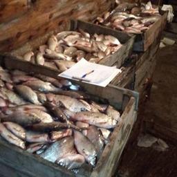 Незаконная рыбалка дорого обойдется шести жителям Югры. Фото пресс-службы Нижнеобского теруправления Росрыболовства