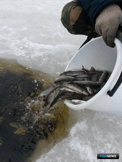 Рыбоводы Поморья перевыполнили задание по выпуску лососевых. Фото пресс-службы Севрыбвода.