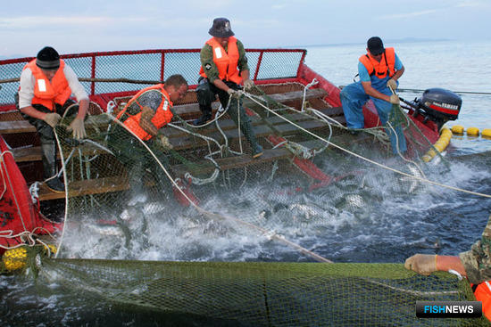 ФАС настаивает на усилении контроля за выловом и сбытом рыбы