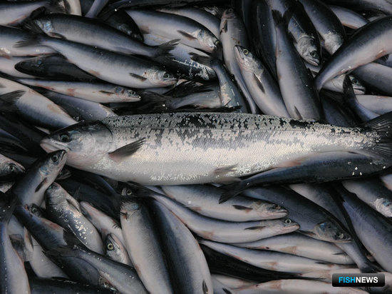В РСПП изучат предложения по созданию рыбных бирж
