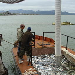 В этом году рыбаки выловили более 488 тыс. тонн тихоокеанских лососей