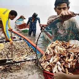 Кустарный рыбный промысел в Индии. Фото с сайта File.Army