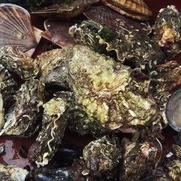 Ученые ТИНРО исследовали состояние запасов донных моллюсков в прибрежье Южного Приморья. Фото пресс-службы филиала