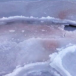 Красный лед обнаружили сотрудники Национального научного центра морской биологии имени А.В. Жирмунского ДВО РАН. Фото пресс-службы центра