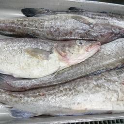 Минтай – главная экспортная рыба России