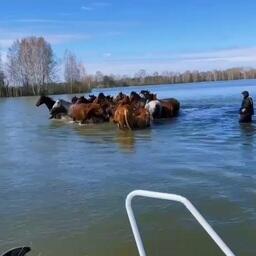 Взрослым лошадям помогли перейти реку. Скриншот видео из телеграм-канала Нижнеобского ТУ Росрыболовства