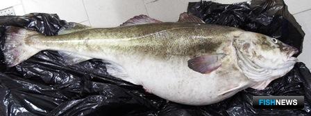 В Баренцевом море поймали треску длиной 147 см и массой 35,8 кг. Фото пресс-службы ПИНРО