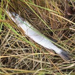 Исследования показали, что источником болезни стала рыба из озера Андреевское. Фото пресс-службы правительства Тюменской области